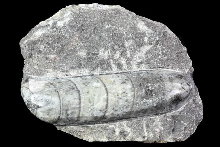Polished Orthoceras (Cephalopod) Fossil - Morocco #84041